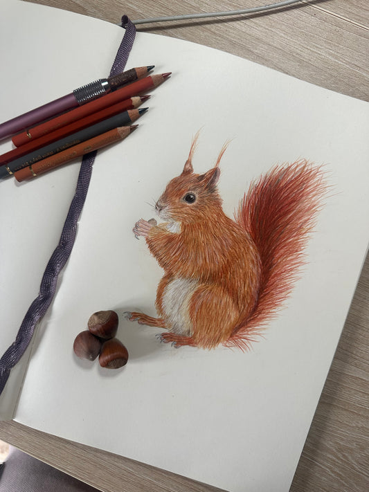 Detailansicht Eichhörnchen Zeichnung – naturgetreue Tierillustration