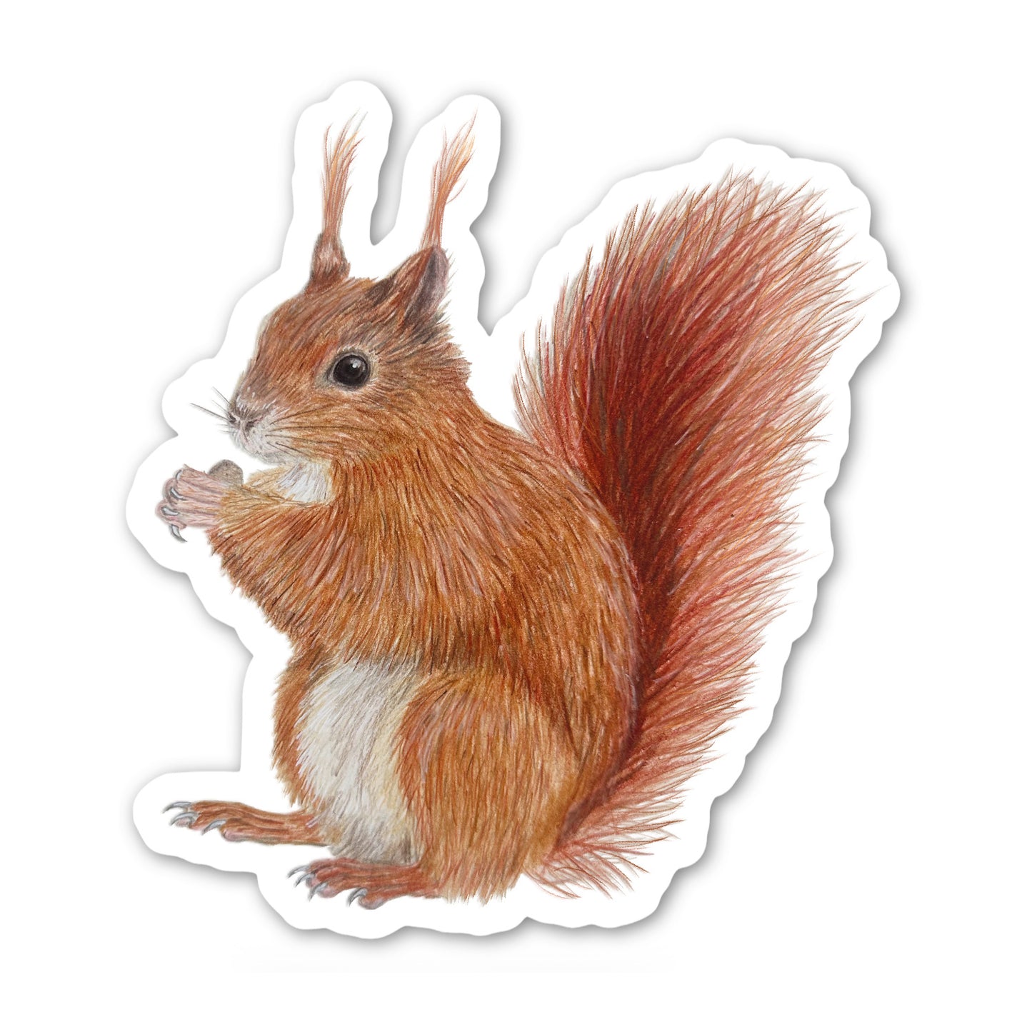 Eichhörnchen Sticker aus transparentem Vinyl mit naturgetreuer Illustration.