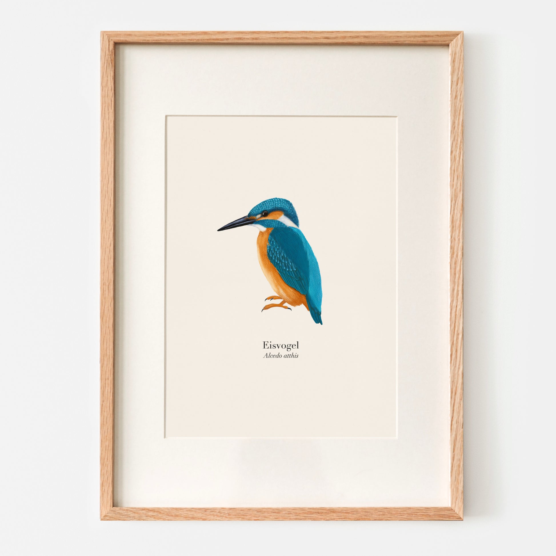 Eisvogel Illustration als hochwertiger Kunstdruck im Holzrahmen