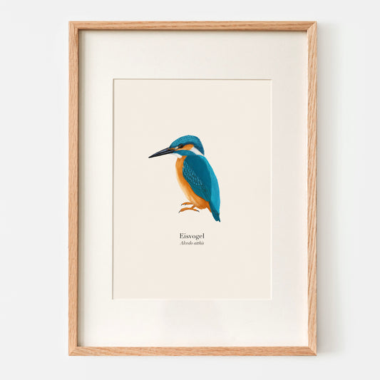 Eisvogel Illustration als hochwertiger Kunstdruck im Holzrahmen