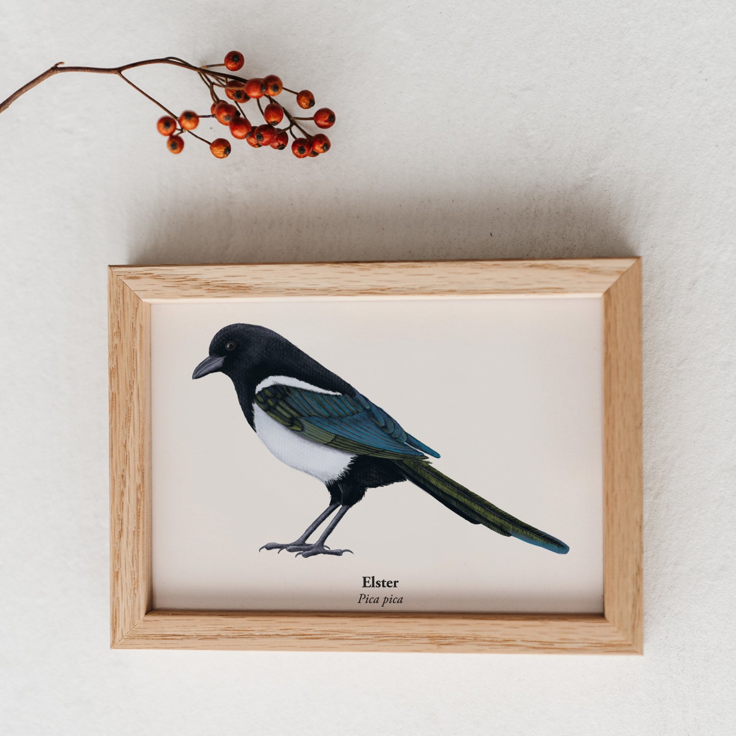 Naturpostkarte mit schwarz-weißer Elster Zeichnung