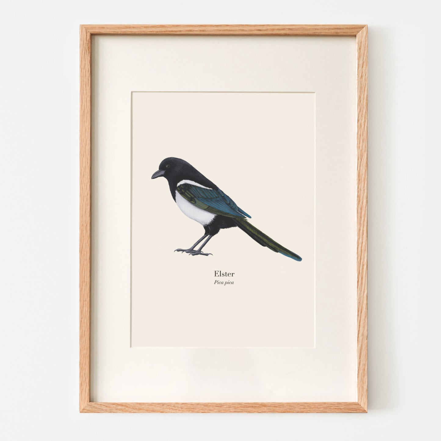 Elster Kunstdruck mit handgezeichneter Vogel Illustration auf Naturpapier, naturgetreu und detailreich dargestellt.
