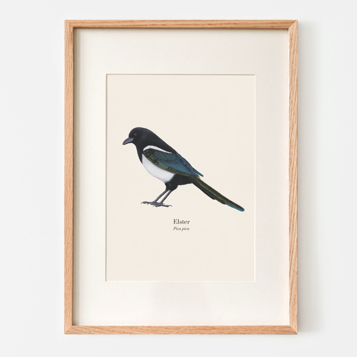 Elster Kunstdruck mit handgezeichneter Vogel Illustration auf Naturpapier, naturgetreu und detailreich dargestellt.