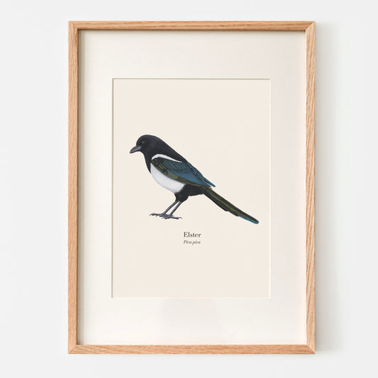 Elster Kunstdruck mit handgezeichneter Vogel Illustration auf Naturpapier, naturgetreu und detailreich dargestellt.