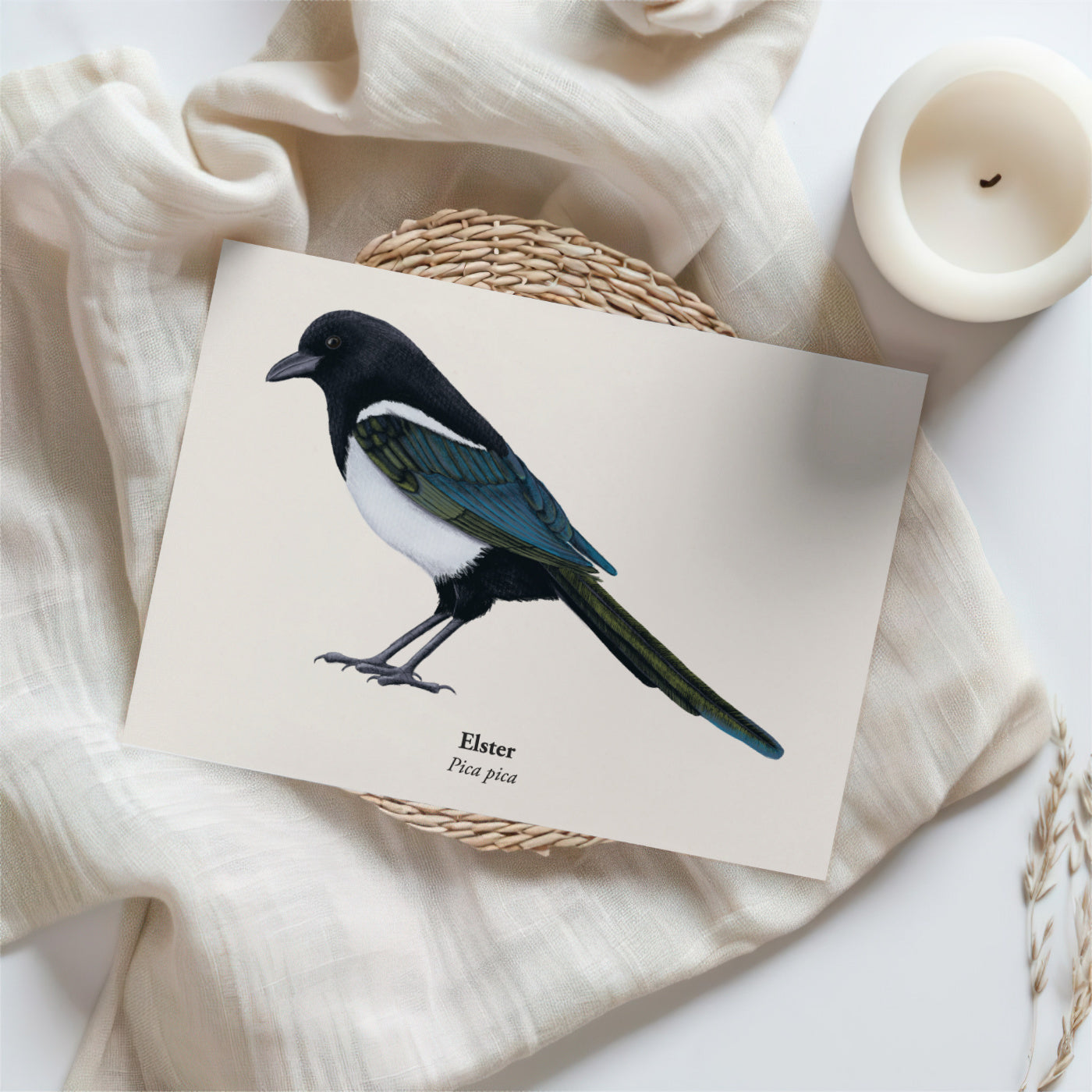Postkarte Elster – heimischer Rabenvogel illustriert