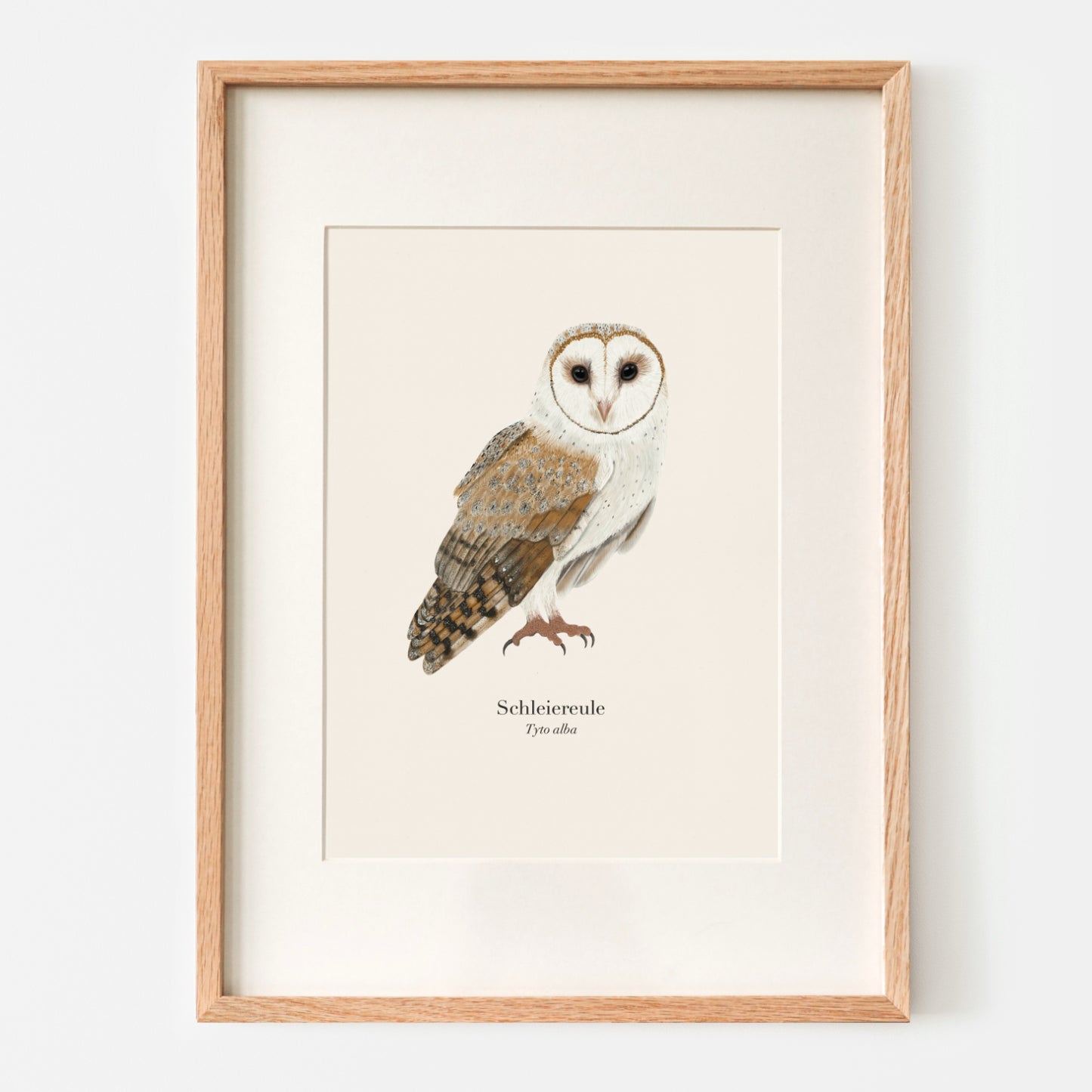 Eule Zeichnung – Schleiereule (Tyto alba) Natur Poster A4 & A3