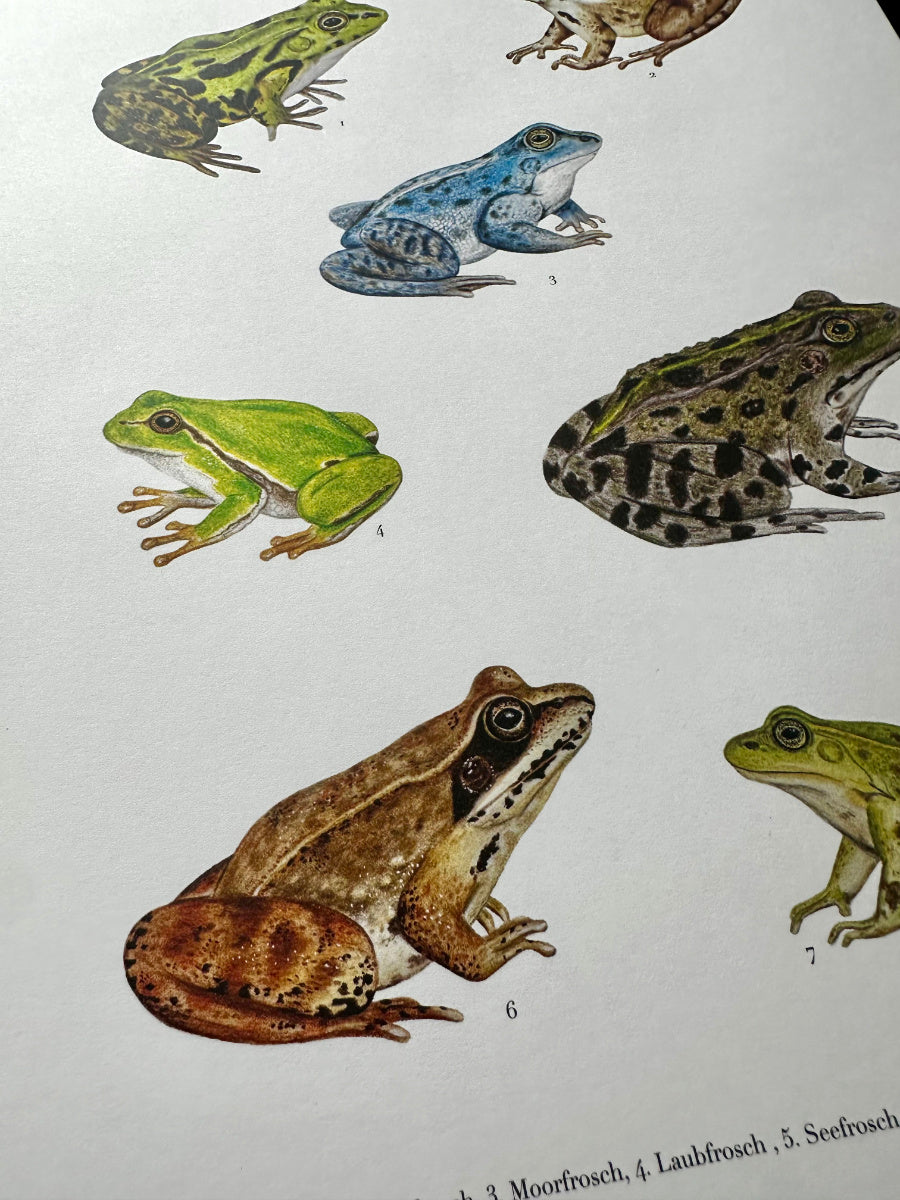 Detailaufnahme des Frosch Posters mit naturgetreu illustrierten heimischen Fröschen