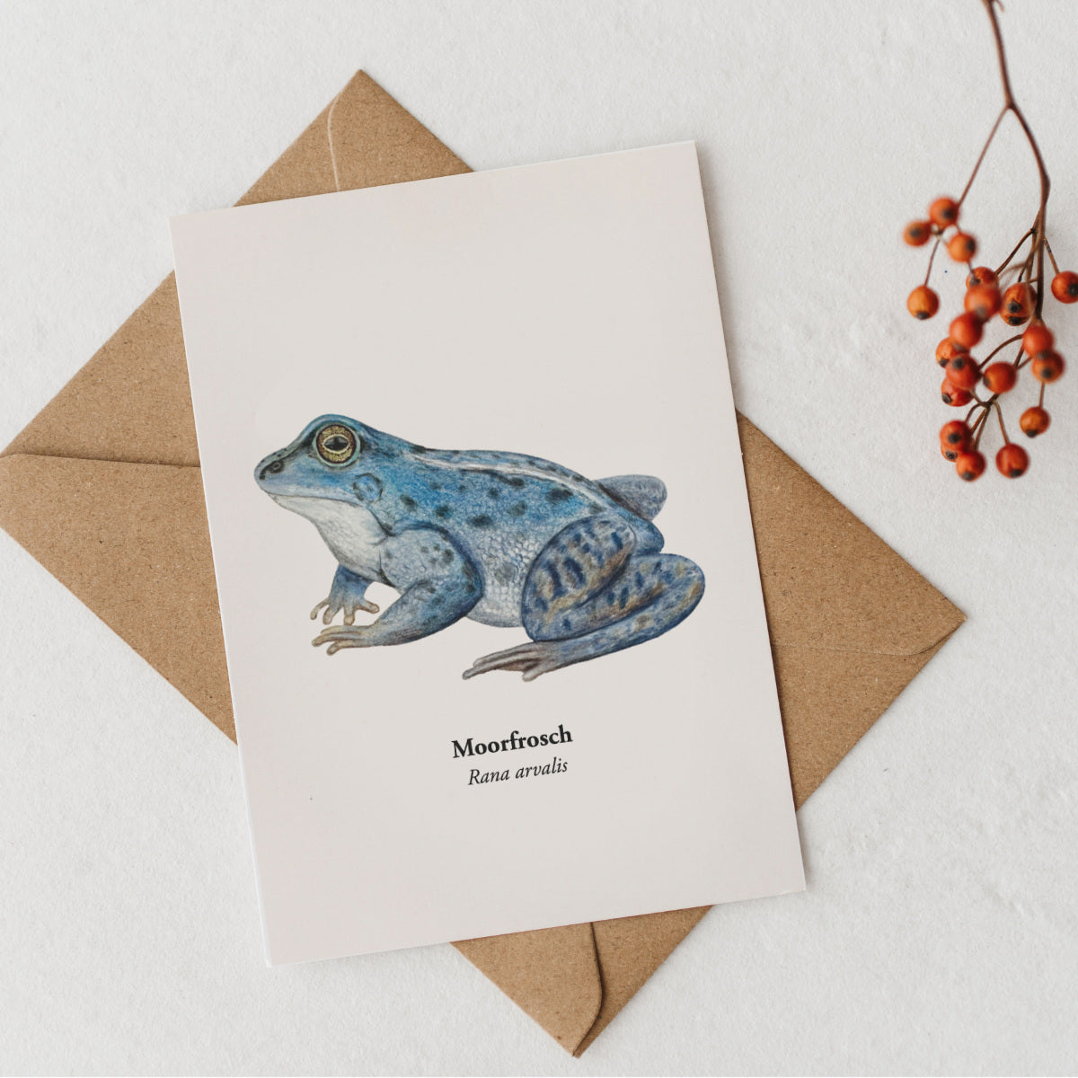 Illustrierte Moorfrosch Karte mit Kraftpapierumschlag