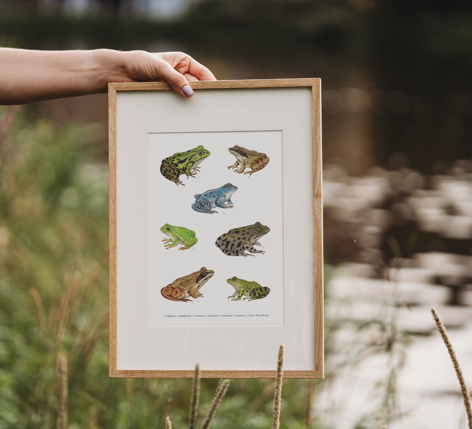 Handillustriertes Naturposter mit sieben heimischen Froscharten