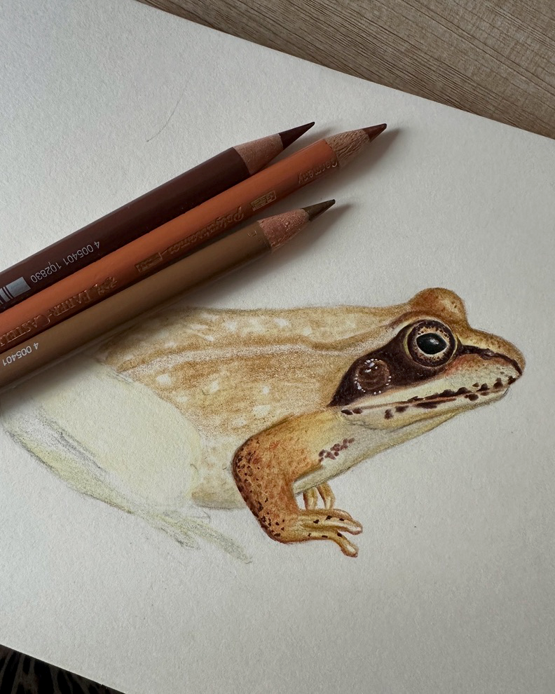 Handgezeichnete Illustration eines Grasfroschs während des Entstehungsprozesses