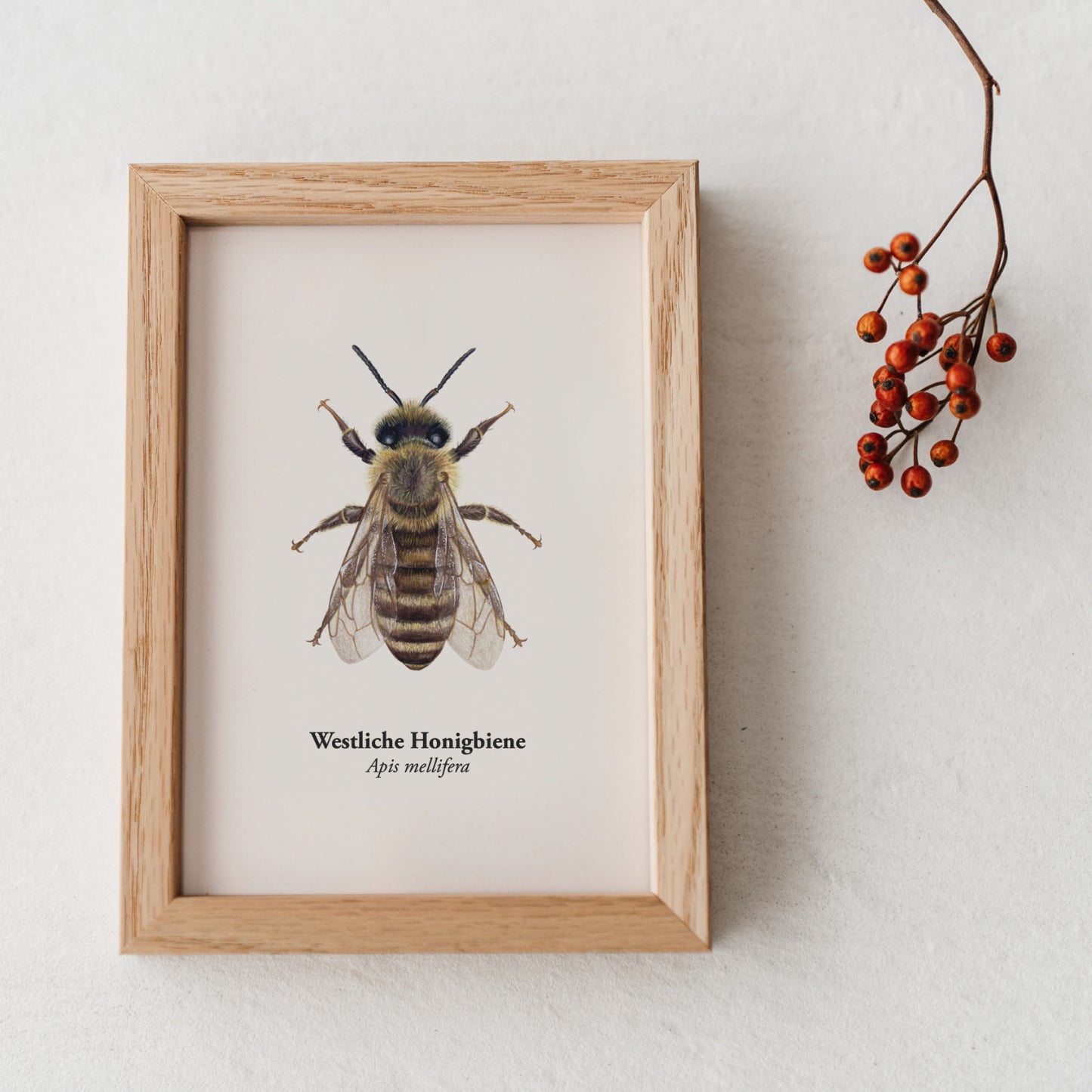 Kunstpostkarte Westliche Honigbiene in Holzrahmen, handgezeichnete Illustration von Apis mellifera auf cremefarbenem Hintergrund, dekoriert mit roten Beeren
