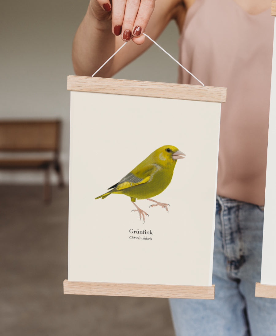 Grünfink Poster mit magnetischer Posterleiste aus Eichenholz