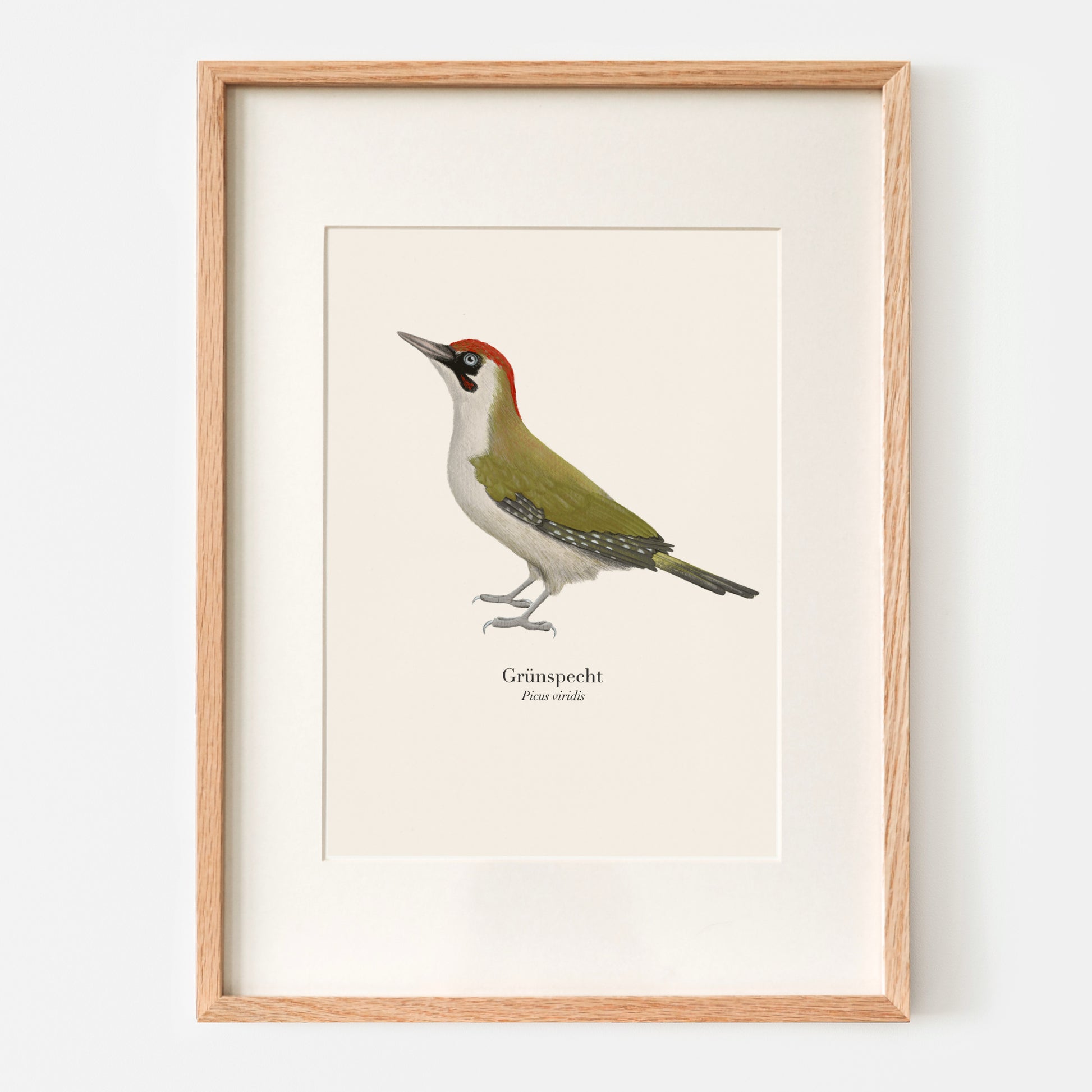 Grünspecht Illustration im Eichenholzrahmen – Kunstdruck auf Naturpapier, A4 Format