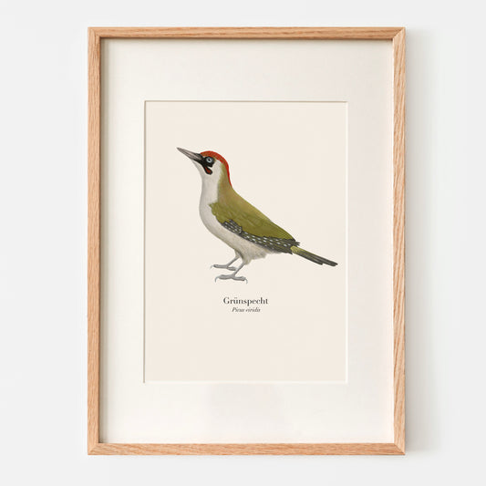 Grünspecht Illustration im Eichenholzrahmen – Kunstdruck auf Naturpapier, A4 Format