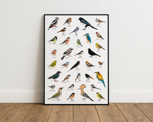 A1 Poster Heimische Vögel – Zeichnungen von 33 Arten mit Namen