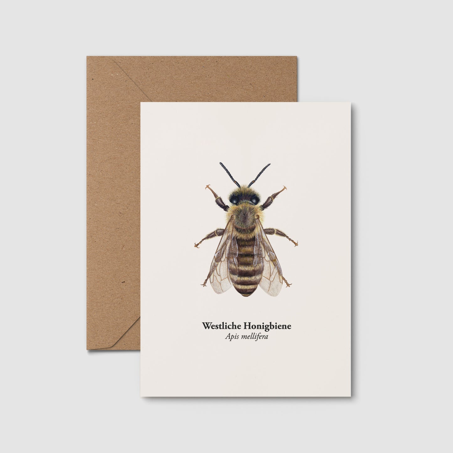 Honigbiene Postkarte DIN A6 mit Kraftpapierumschlag, Naturpostkarte mit detailreicher Buntstift-Illustration von Apis mellifera