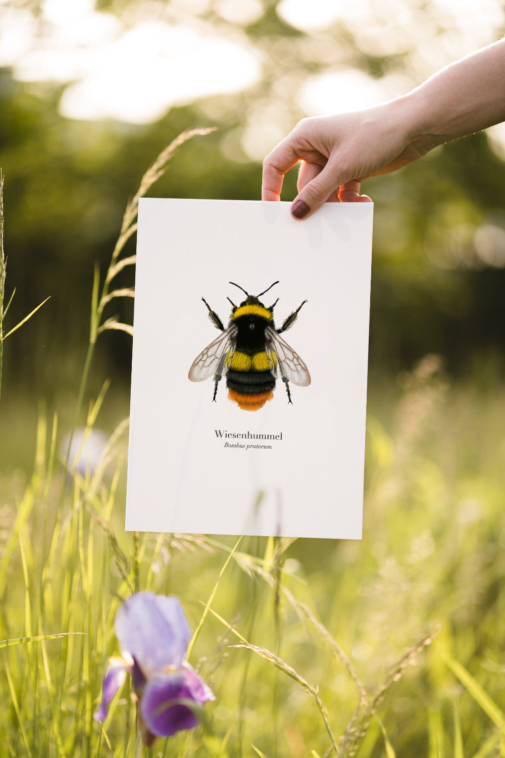 Hummel Zeichnung – Wiesenhummel | Hummel Print A4 optional gerahmt