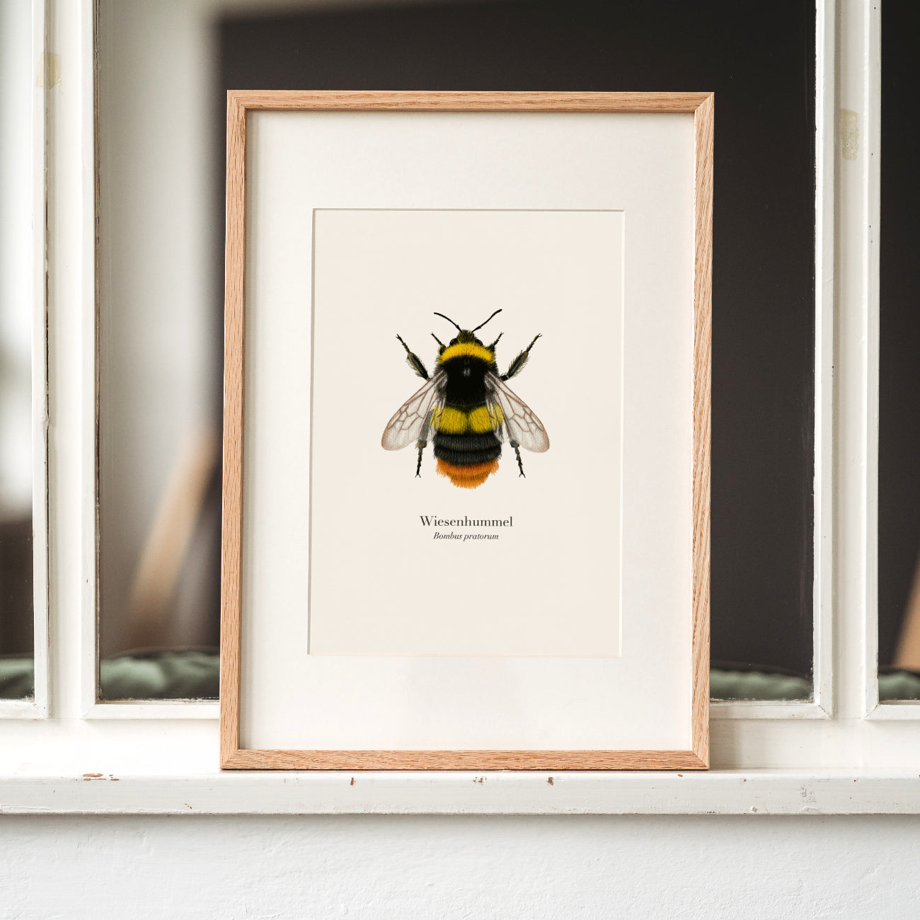 Wiesenhummel Poster A4 gerahmt mit Passepartout, Hummel Illustration von Terillu