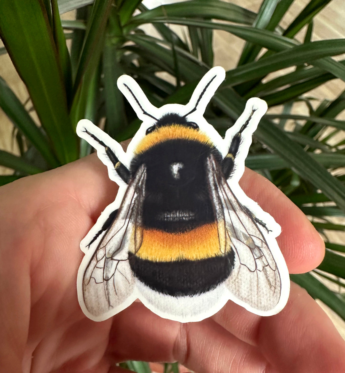 Hummel Sticker in der Hand, detaillierte Naturillustration als Vinyl Aufkleber