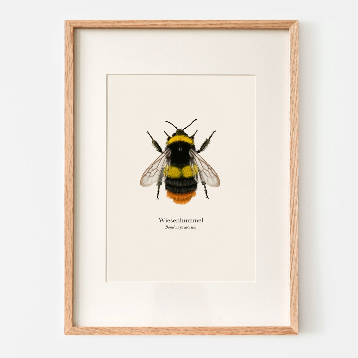Wiesenhummel Poster A4 gerahmt mit Passepartout, Hummel Illustration von Terillu