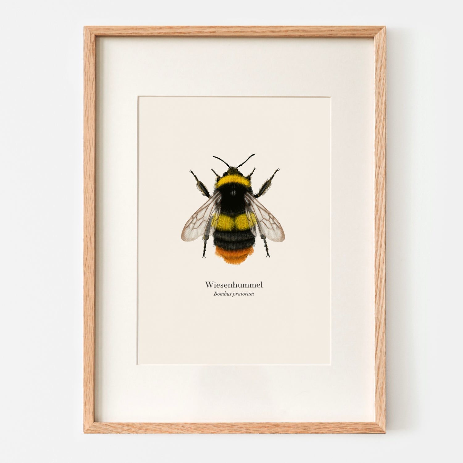Wiesenhummel Poster A4 gerahmt mit Passepartout, Hummel Illustration von Terillu