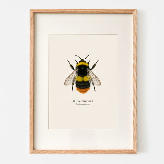 Wiesenhummel Poster A4 gerahmt mit Passepartout, Hummel Illustration von Terillu