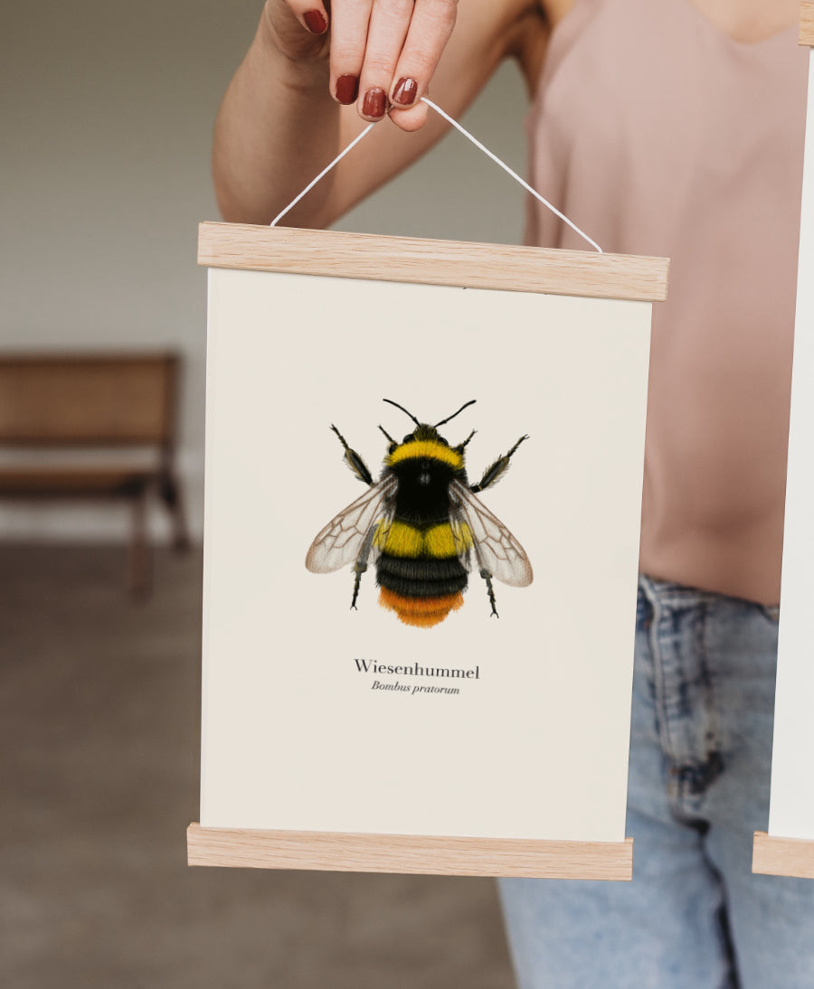 Wiesenhummel Poster mit Holzposterleiste, Hummel Illustration Bombus pratorum