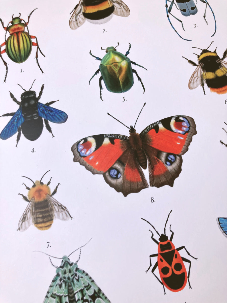 Detailaufnahme des Insekten Posters mit Blaue Holzbiene, Tagpfauenauge und weiteren heimischen Insekten