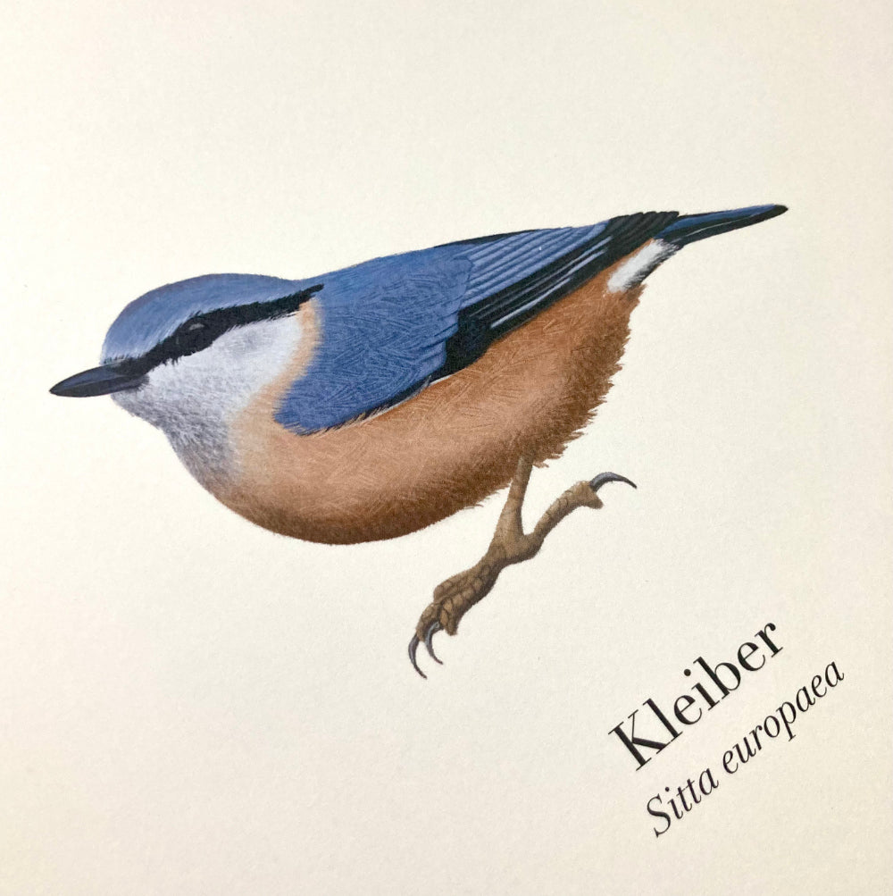 Kleiber Illustration Detail, Vogel Kunstdruck Sitta europaea von Terillu