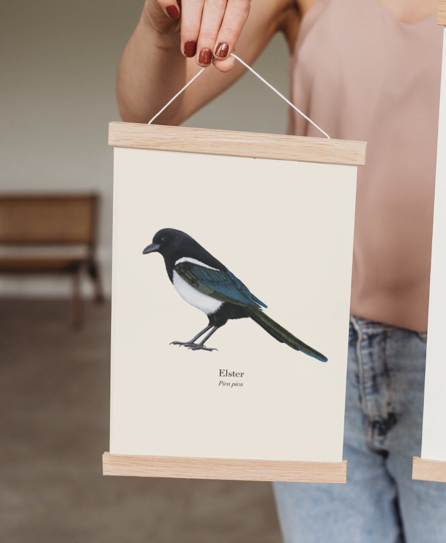 Elster Kunstdruck – Illustration eines heimischen Vogels