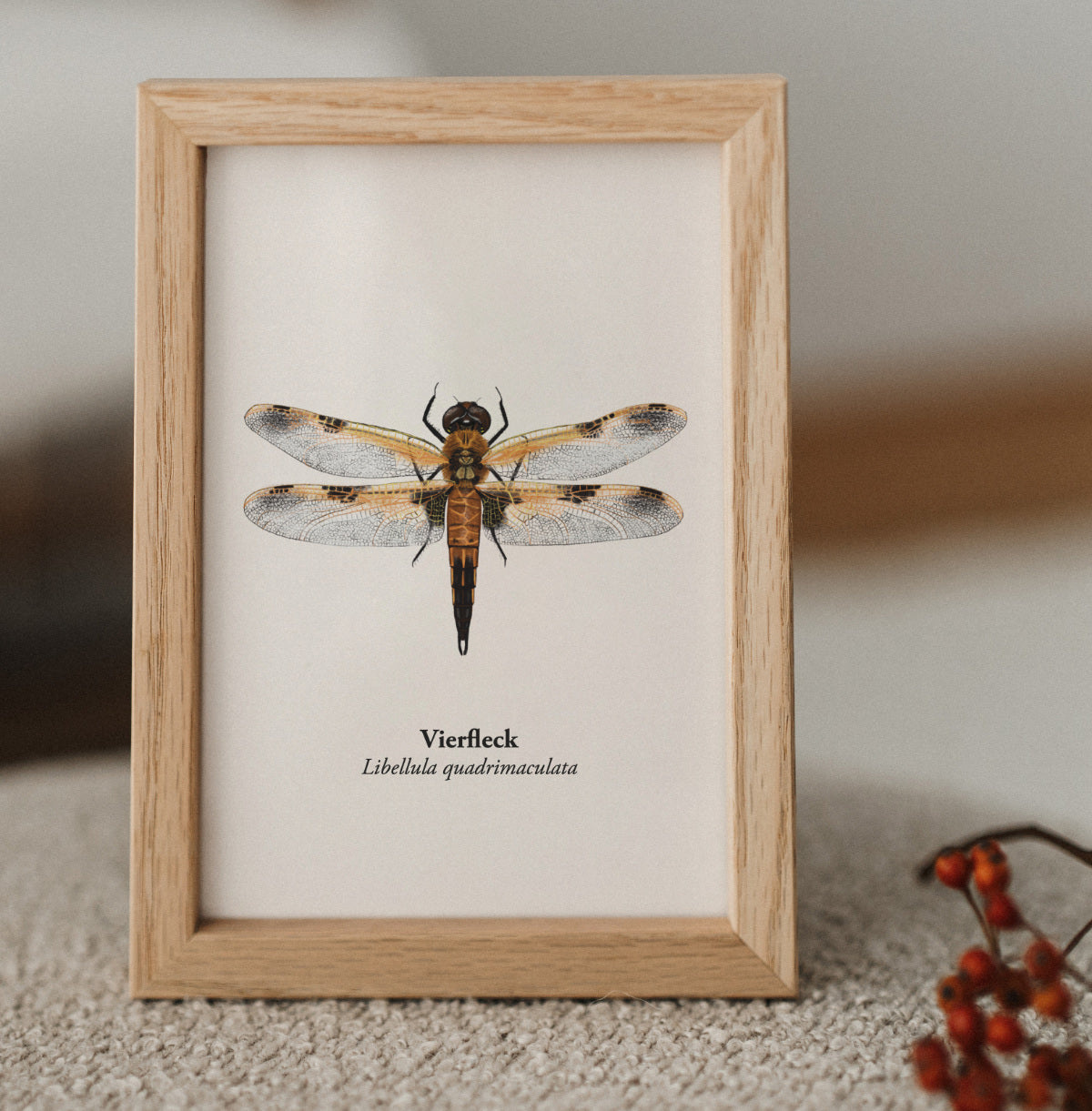 Gerahmte Vierfleck Libellen Illustration im Holzrahmen – detailreiche Naturzeichnung als Mini Kunstdruck