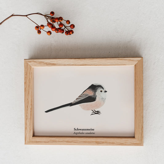 Gerahmte Postkarte mit Zeichnung einer Schwanzmeise als Mini-Kunstdruck.