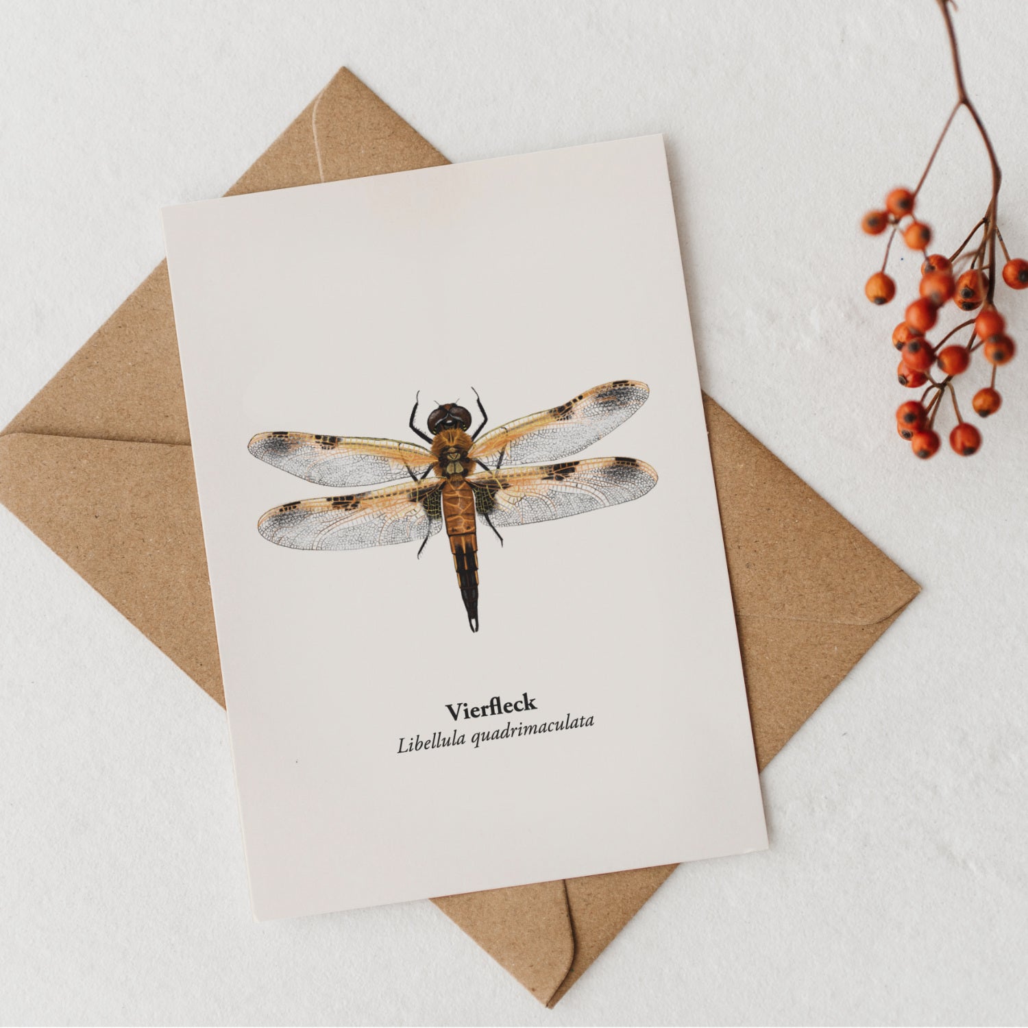 Vierfleck Libellen Postkarte mit Kraftpapierumschlag und roten Beeren – naturkundliche Illustration auf A6 Kartenformat