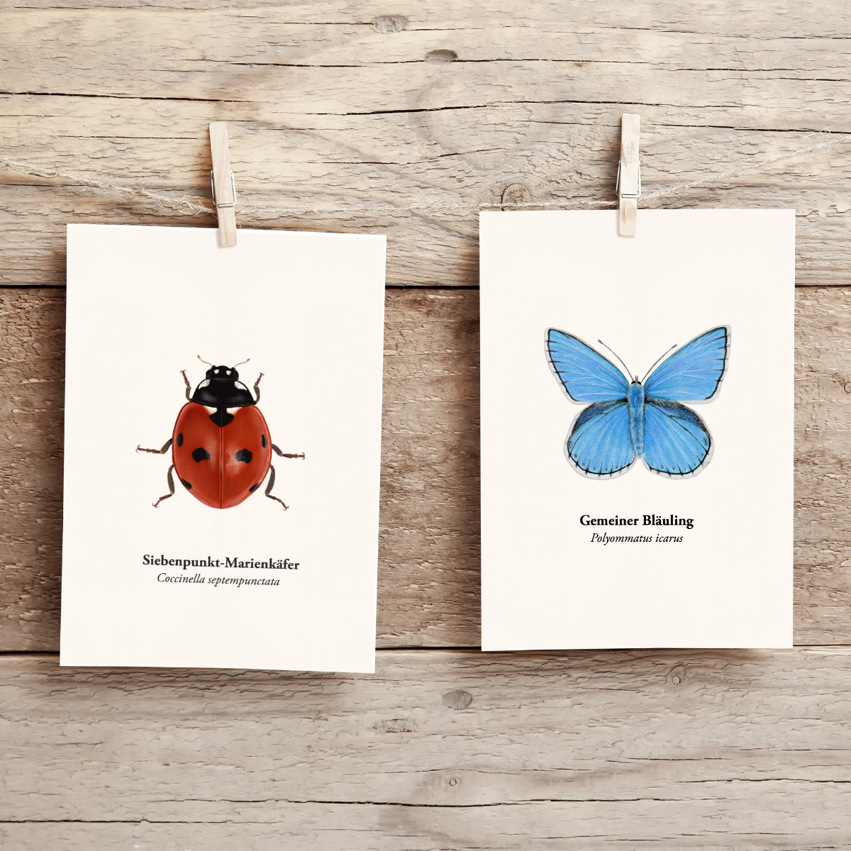 Zwei Naturmotive als Postkarten: Marienkäfer und Bläuling – Insekten Illustration
