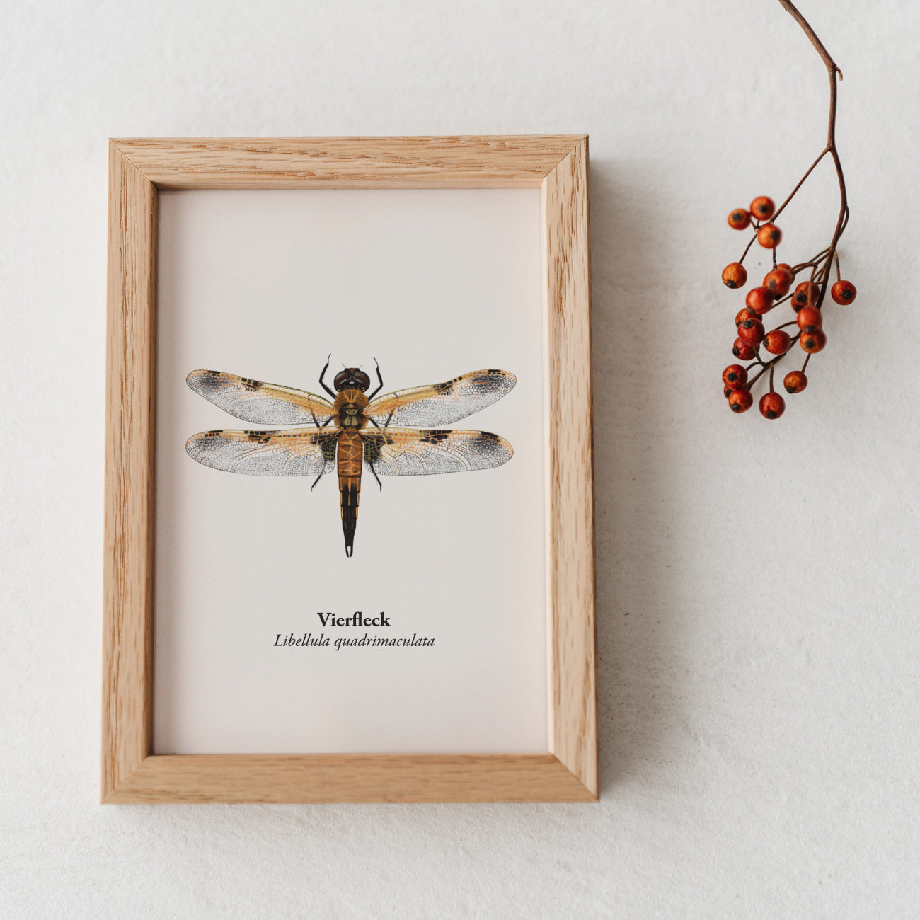 Libellen Postkarte – Libellen Zeichnung – Vierfleck