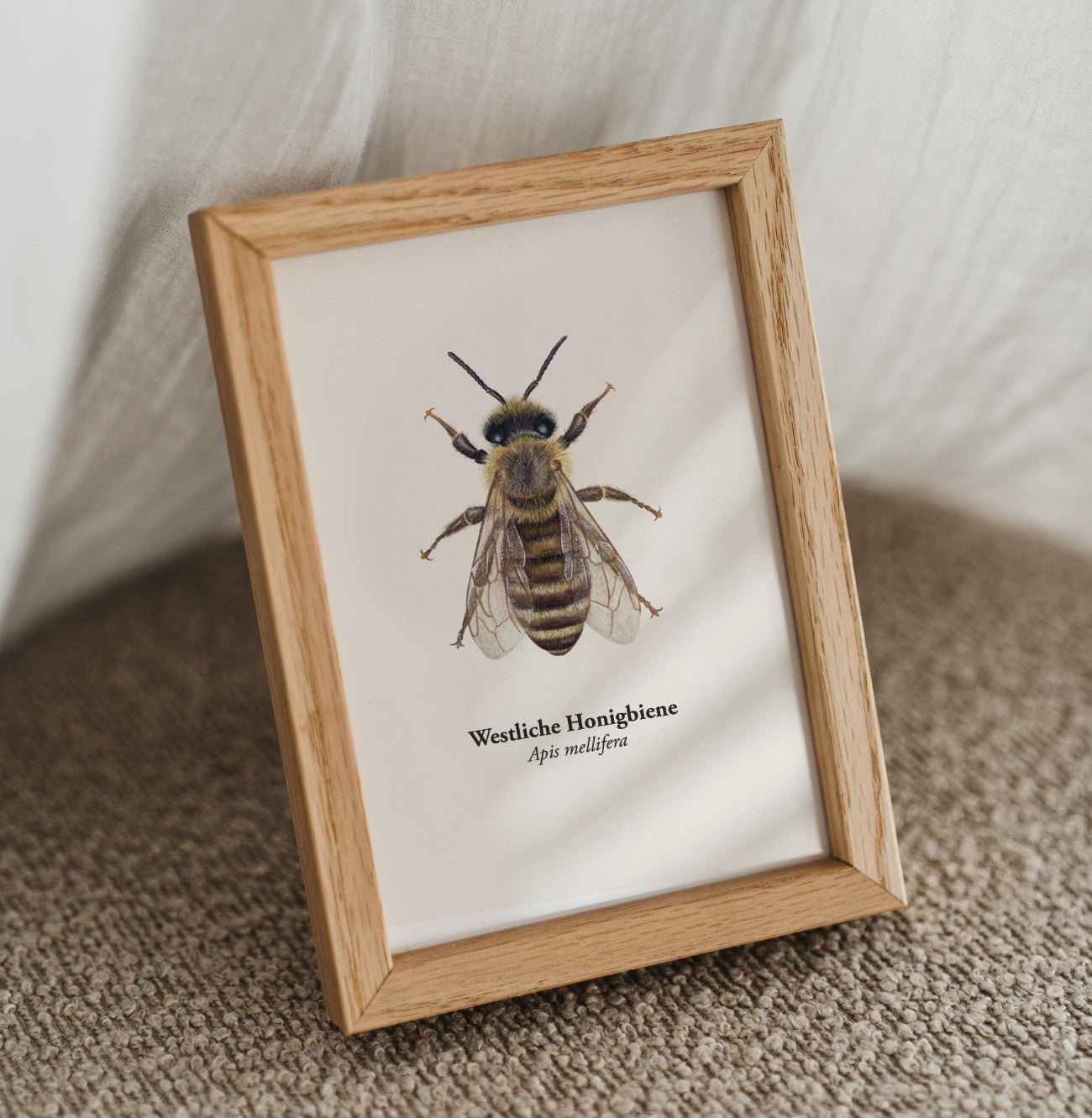 Gerahmte Honigbiene Kunstpostkarte im Holzrahmen auf Sofa, Naturillustration Apis mellifera als Mini Kunstdruck