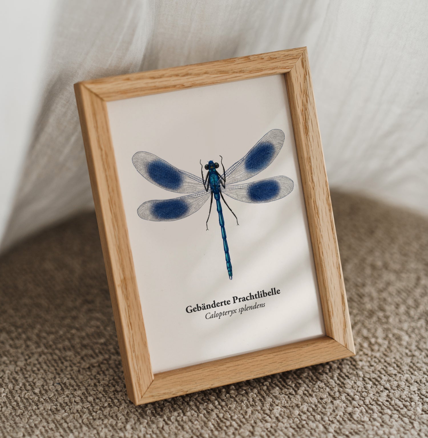 Gebänderte Prachtlibelle als Mini Art Print im Holzrahmen
