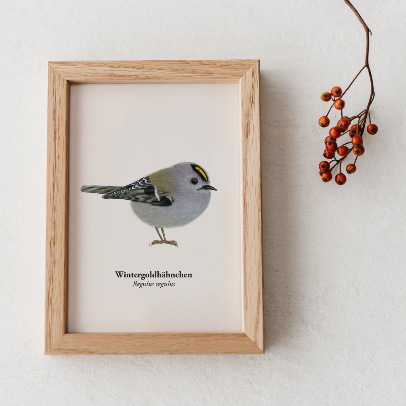Wintergoldhähnchen Kunstpostkarte im Holzrahmen, handgezeichnete Illustration von Regulus regulus auf cremefarbenem Hintergrund