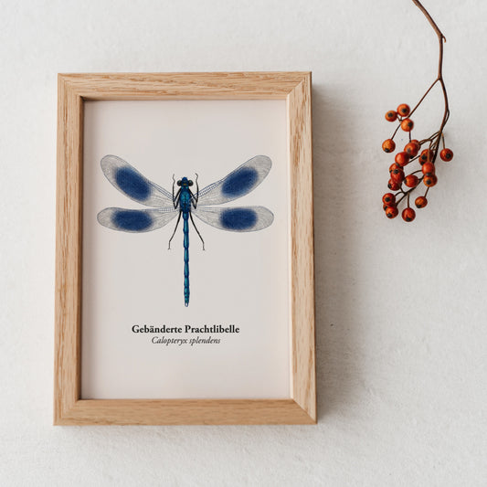 Illustration der Gebänderten Prachtlibelle im Holzrahmen