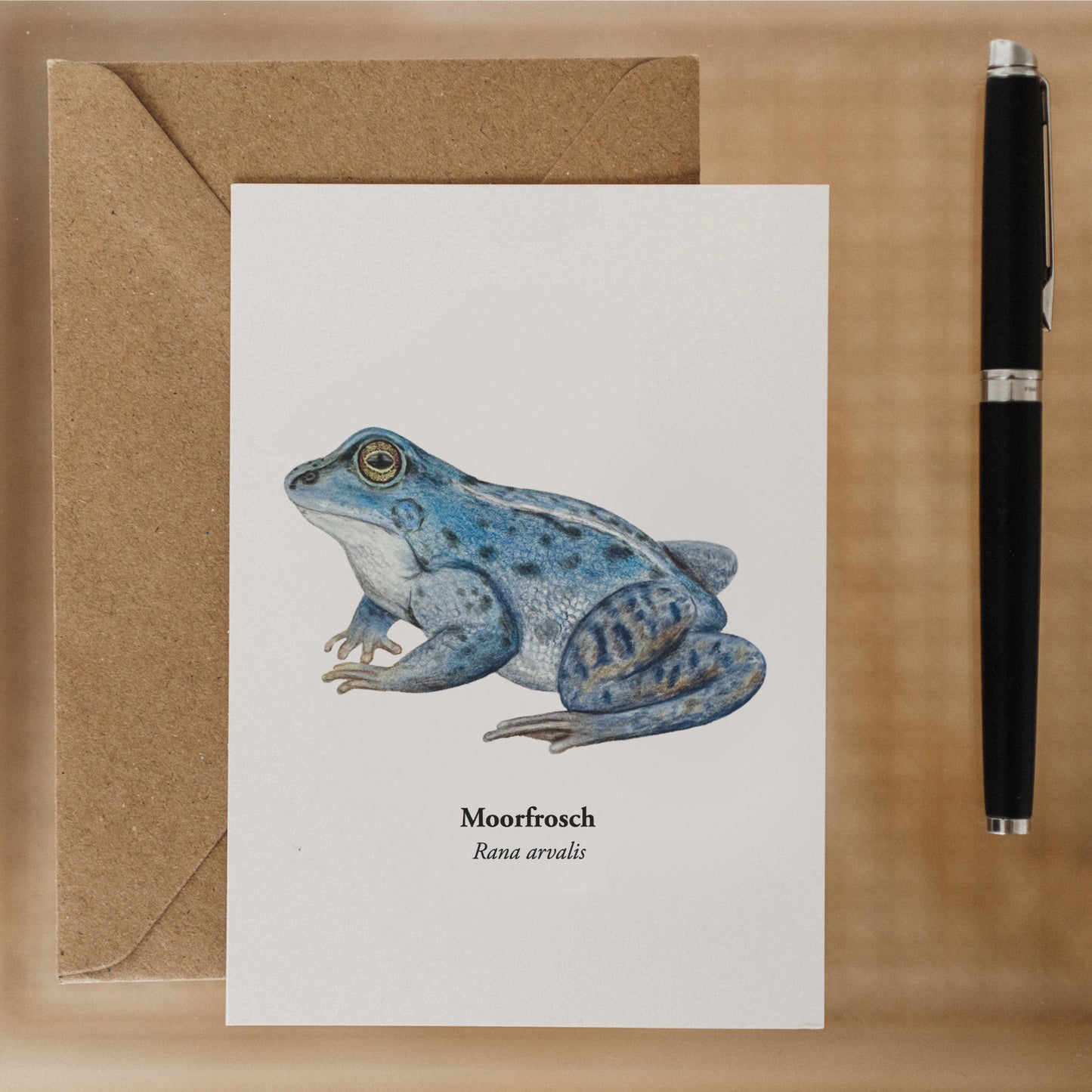 Moorfrosch Postkarte im Größenvergleich mit Stift