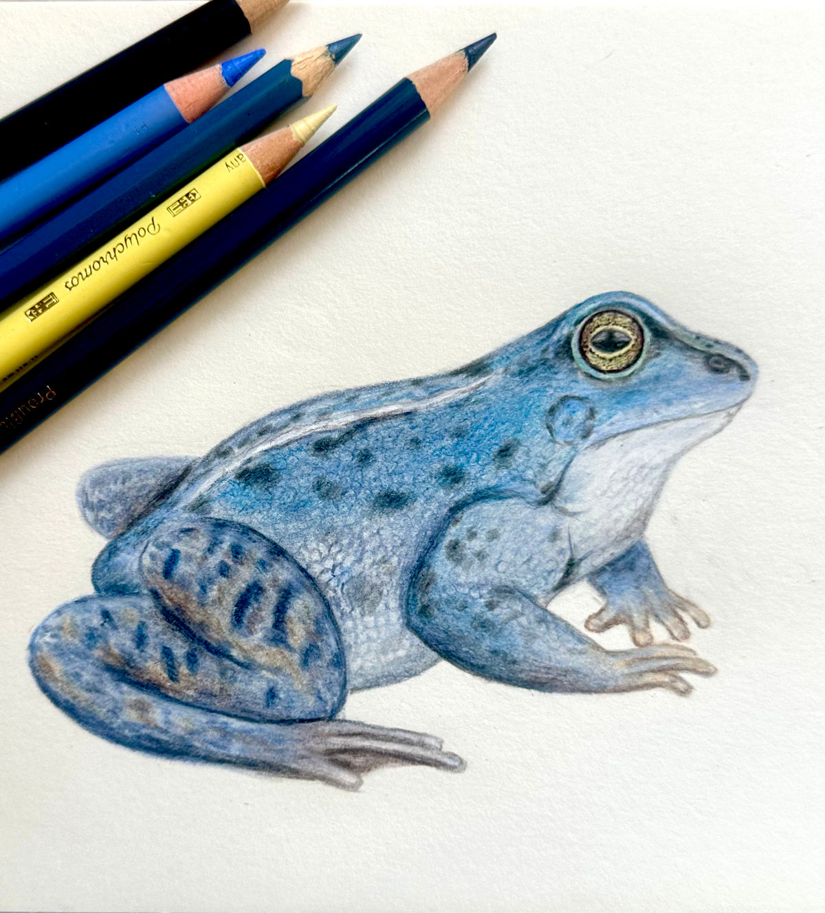 Handgezeichnete Illustration eines Moorfroschs für das Naturposter heimischer Frösche