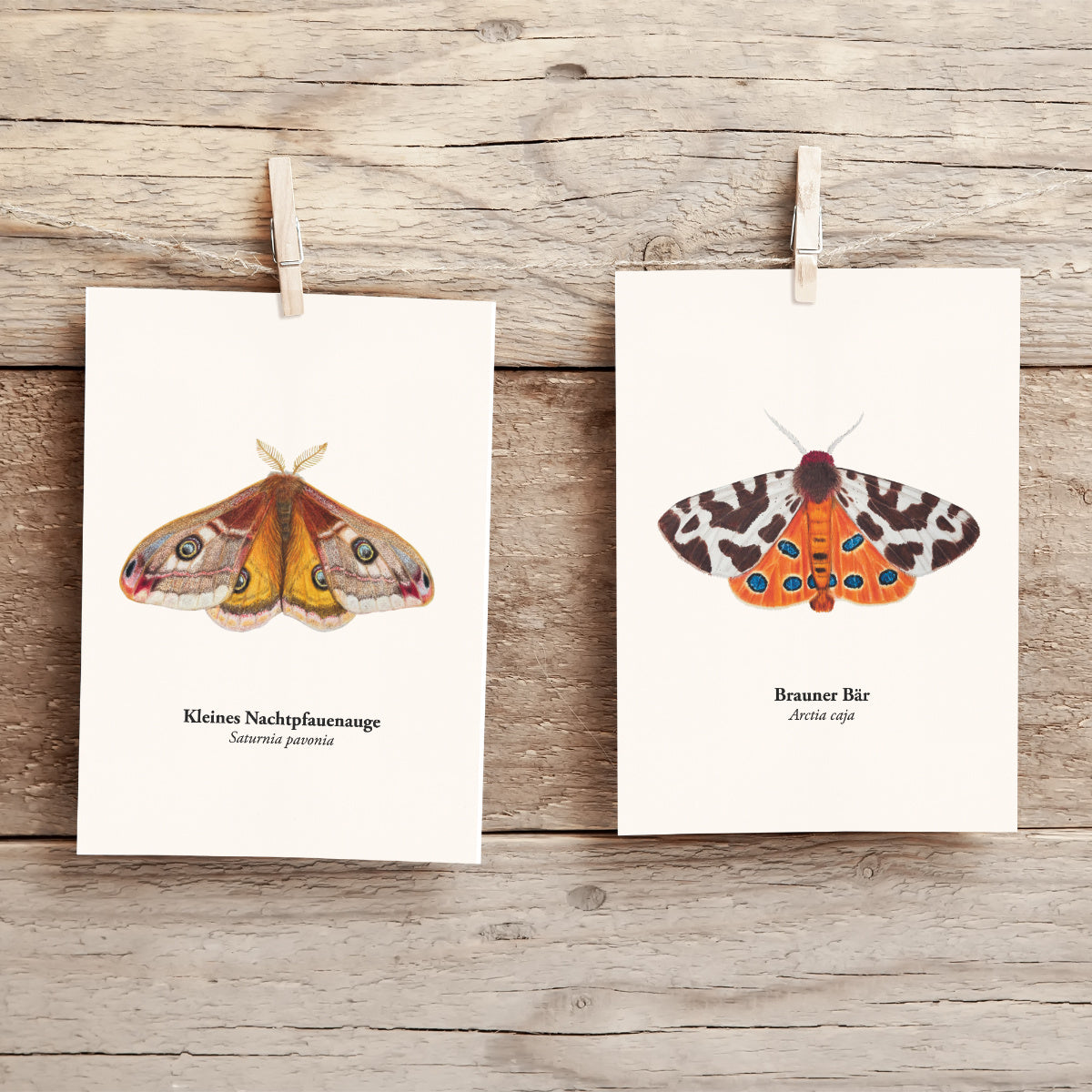 Brauner Bär Arctia caja – handgezeichnete Schmetterling Illustration - Natur Postkarten Set