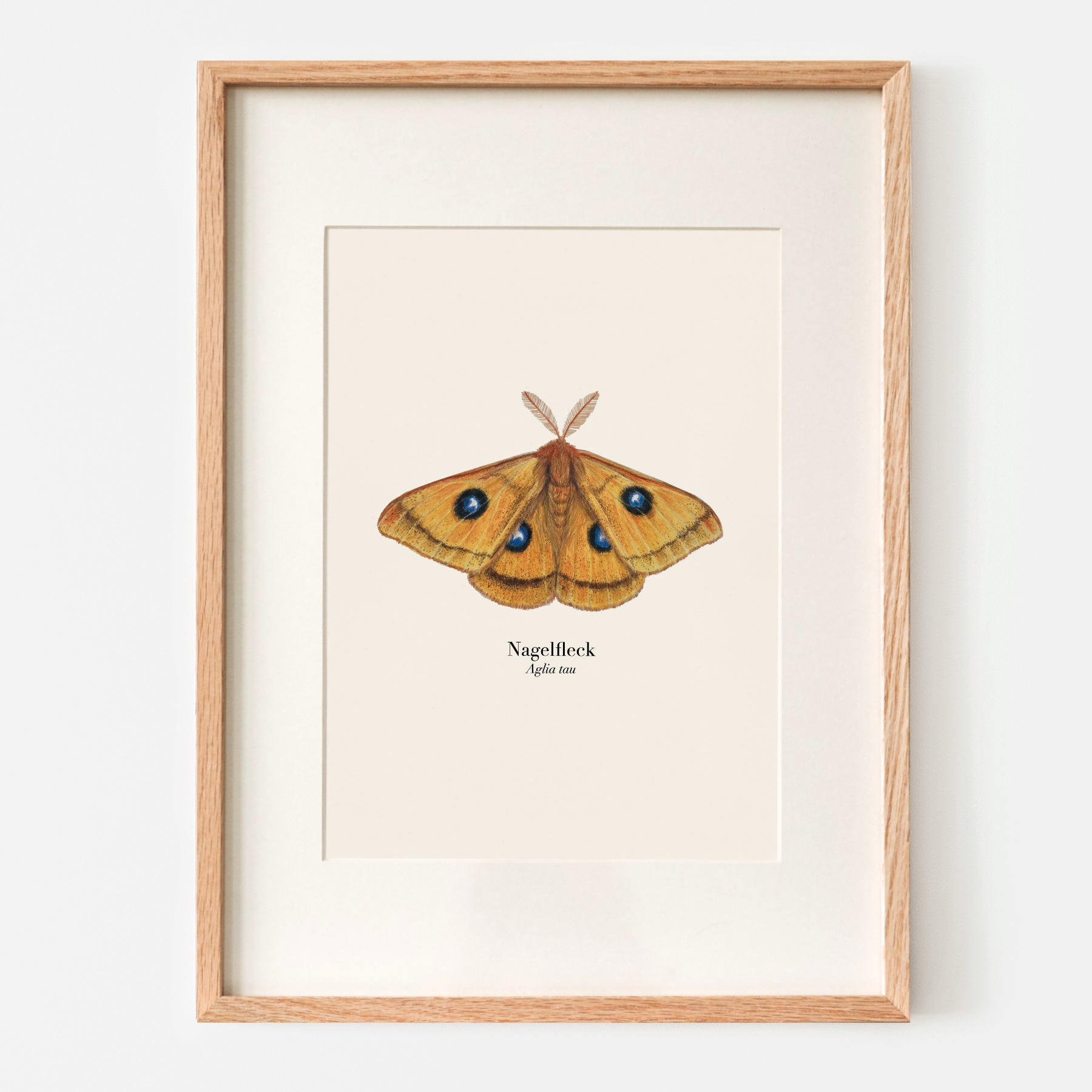 Illustration des Nachtfalters Nagelfleck (Aglia tau) als naturgetreuer Kunstdruck im Holzrahmen