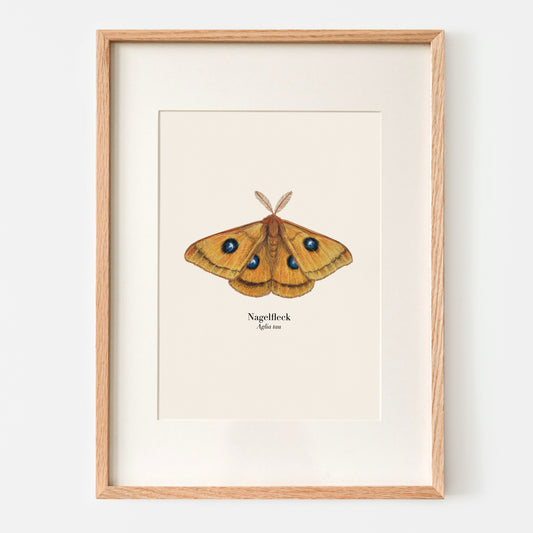 Illustration des Nachtfalters Nagelfleck (Aglia tau) als naturgetreuer Kunstdruck im Holzrahmen