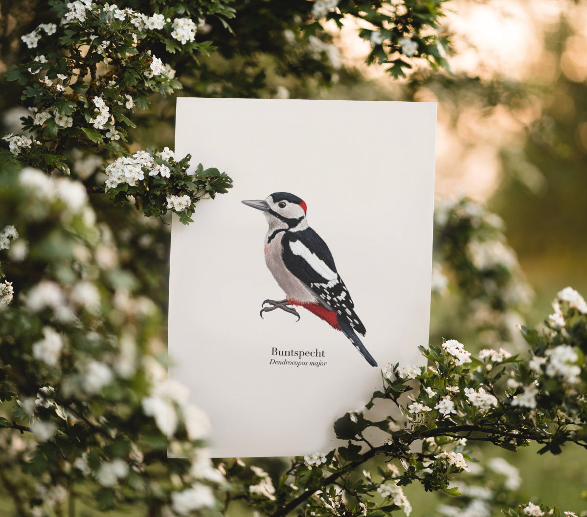 Buntspecht Kunstdruck im Freien, detailreiche Natur Illustration Vogel