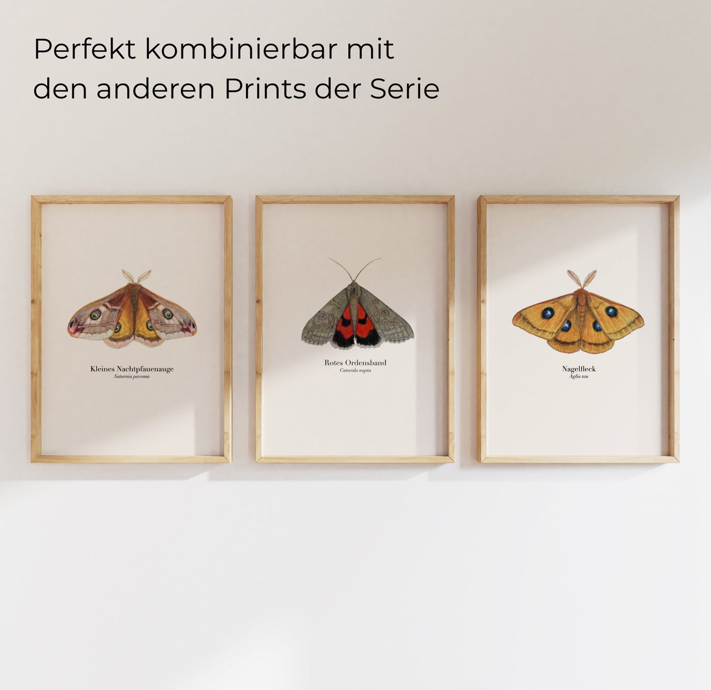 Insekten Kunstdruck Set – Schmetterlinge und Nachtfalter als naturgetreue Illustrationen