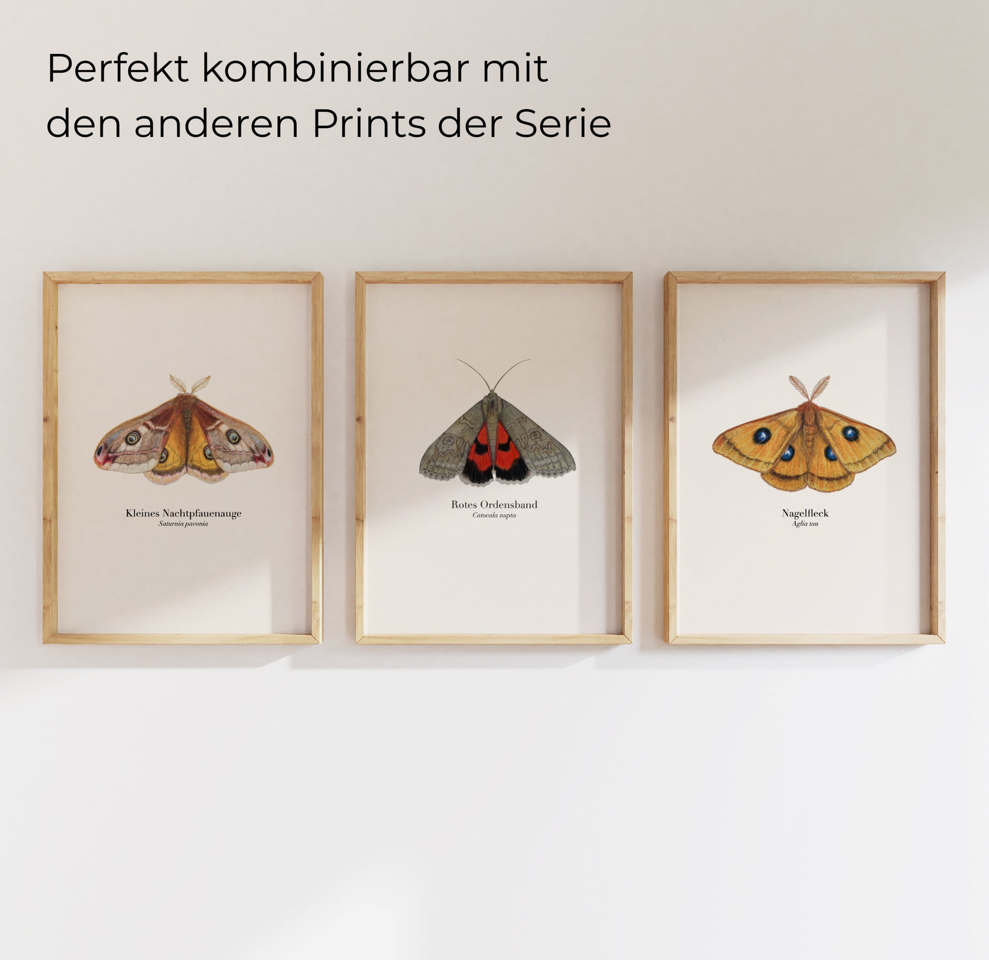 Insekten Kunstdruck Set – Schmetterlinge und Nachtfalter als naturgetreue Illustrationen