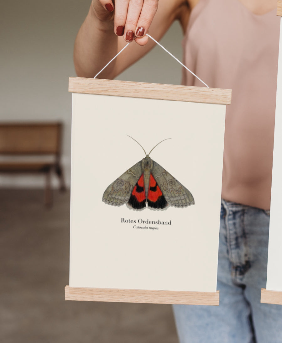 Naturillustration Schmetterling – feine Buntstift Zeichnung als nachhaltiges Wandbild