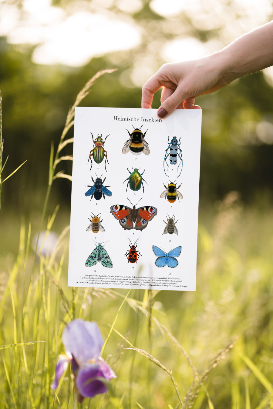 Heimische Insekten als handillustriertes Natur Poster 