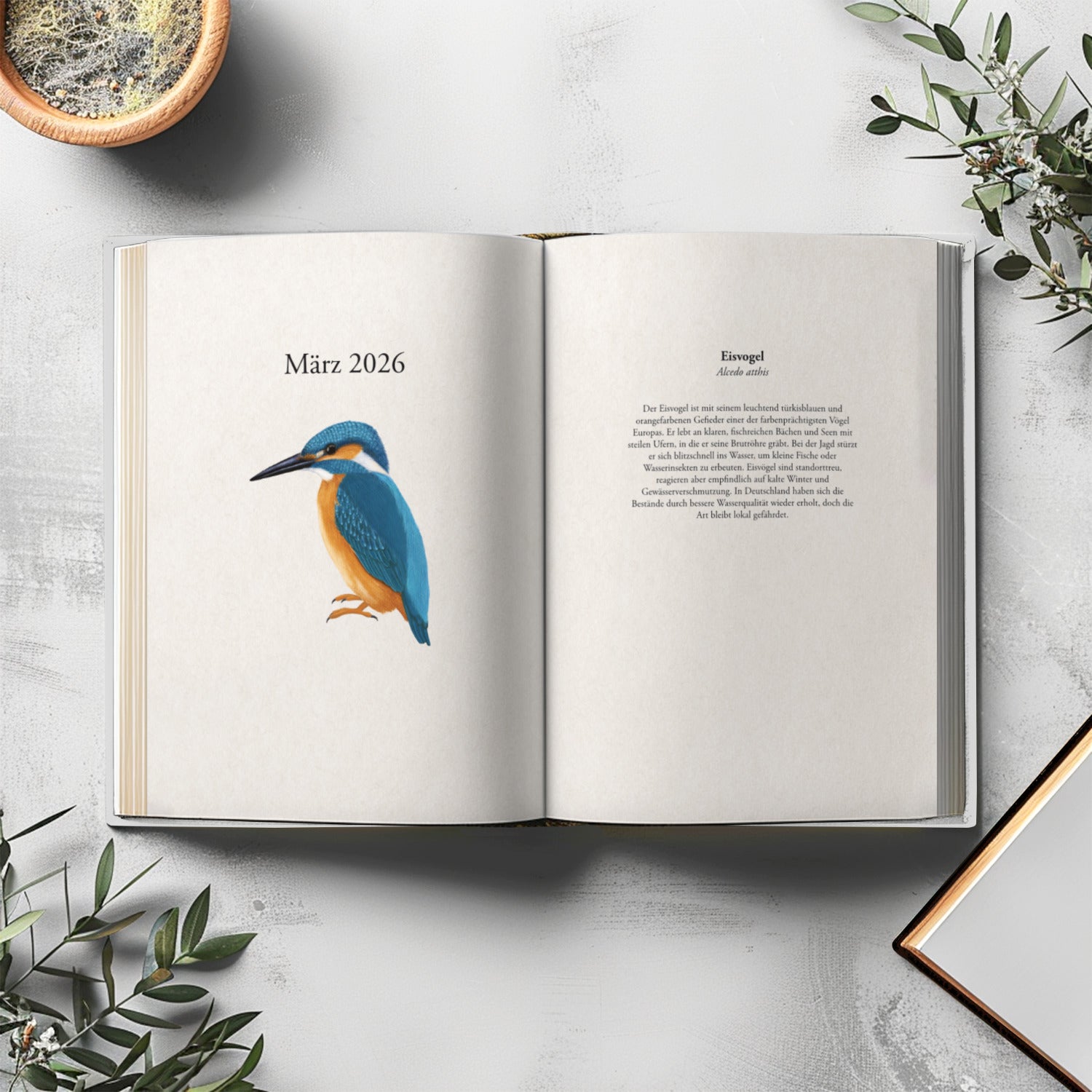 Illustration des Eisvogels im Vogel Planer 2026